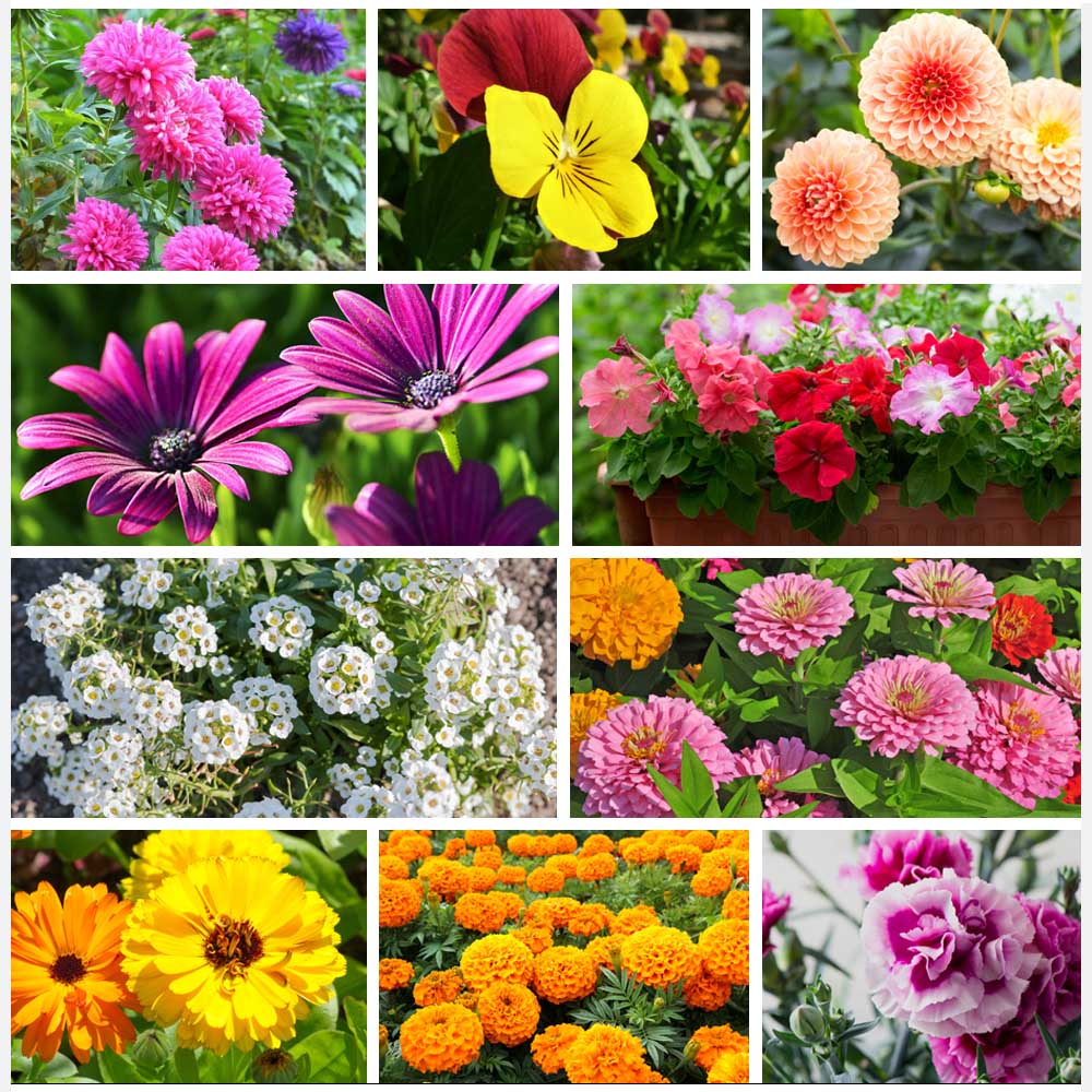 Garden Starter Kit: 100 Flower Seeds + (Free Plant Supplement)